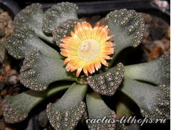 Titanopsis calcarea SB1111 Magersfontein (MG) - 5 семян