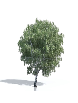 Billboards Дерево летнее_20