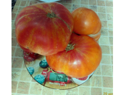 Томат Золотая медаль (Gold Medal)