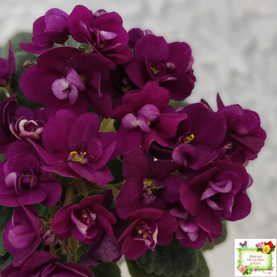 Precious Red (H. Pittman) (9724) 01/15/2007