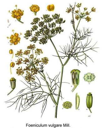 Фенхель сладкий (Foeniculum vulgare), семена (10 мл) - 100% натуральное эфирное масло
