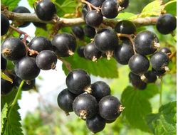 Арапка(смородина черная)