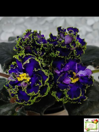 ЕК-Кудри Посейдона (Е.В. Коршунова) 2017 г. (лист посажен 01.11.25)