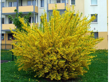 Форзиция промежуточная Голдзаубер 2-х летка  горш.С2л