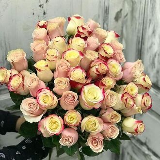 51 нежно-розовая голландская роза