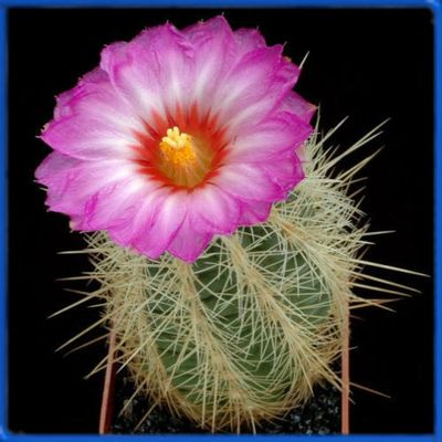 Thelocactus bicolor v. wagnerianus IDD 1298