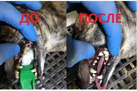 Стоматология