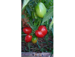 Томат Алиса (Alice)