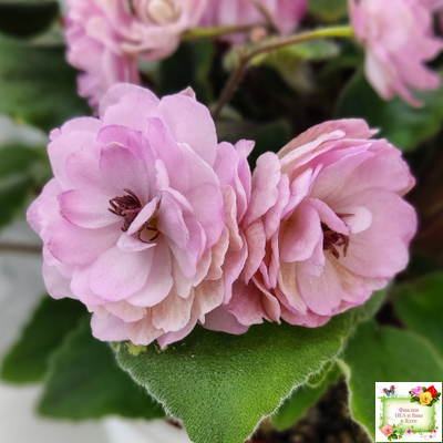 Lituanika (Būtienė) трейлер