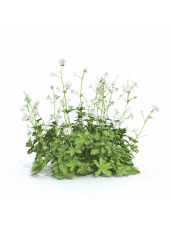 цветы Астранция крупная 01 08