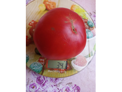 Томат Полный мякоти (Pleine de Chair, США)