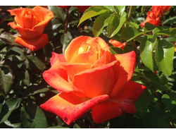 Вуду (Voodoo ), ЧГ, Jack E. Christensen