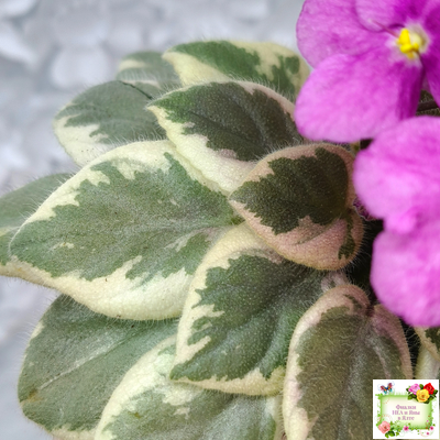 Rob's Lucky Ducky (R.Robinson) листовая химера (стартер сорт)