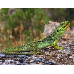 Жемчужная ящерица (Lacerta lepida)