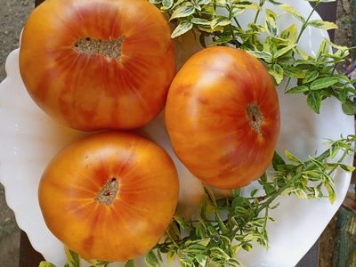 Томат Полосатый Вильямса (Williams Striped)