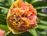 Paeonia Lois Choiсe