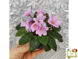 ЛЕ-Розовый Вальс (Е. Лебецкая) 2018 г. трейлер (пасынок сорт посажен 20.10.25)