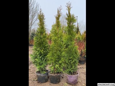 Туя Смарагд - Smaragd 150 см