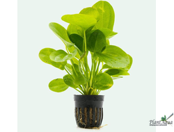 Эхинодорус Горизонталис Мини (горшок)