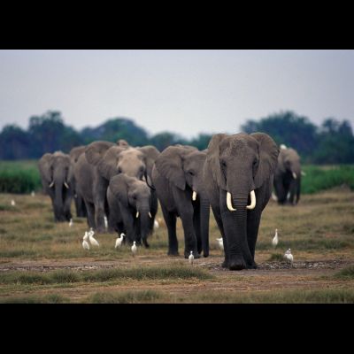 D0387 Слоны