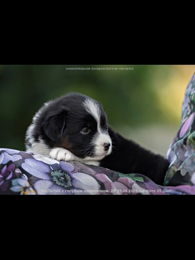 мальчик ГОЛУБОЙ ошейничек Д-2025, mas