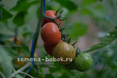 Томат Эльберта Персиковая  (Elberta Peach), 10 шт