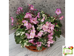 Mac's 1306-2 (G.McDonald) трейлер