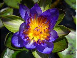 Нимфея Индиан Годдес