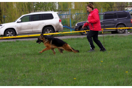 23.04.2016 г. выставка в Белгороде
1 место в классе юниоров, ЮСС судья Клюева Э. 
