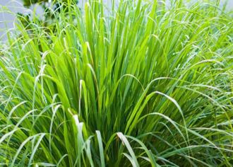 Лемонграсс (Lemongrass/Cimbopogon citratus) Иран, 5 мл - 100% натуральное эфирное масло