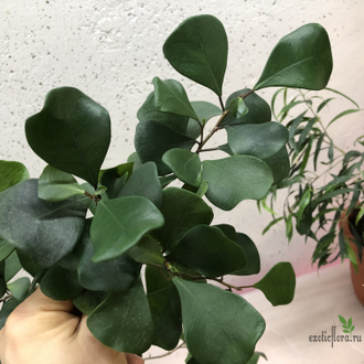 Ficus Triangularis / фикус треугольный