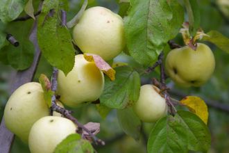 Плоды яблони Антоновка