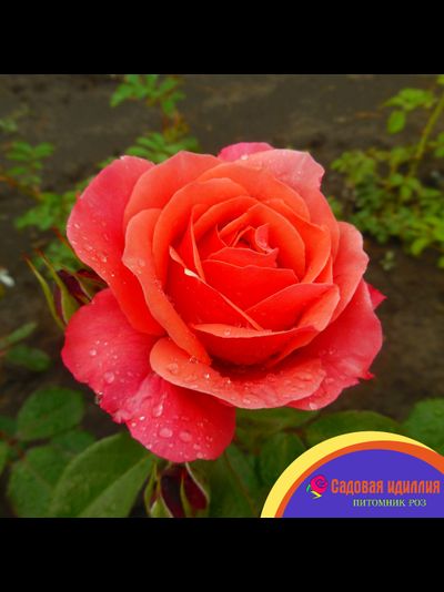 Аптаун Гёрл (Uptown Girl)