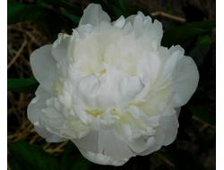 Пион Amalia Olson (Амалия Олсен)