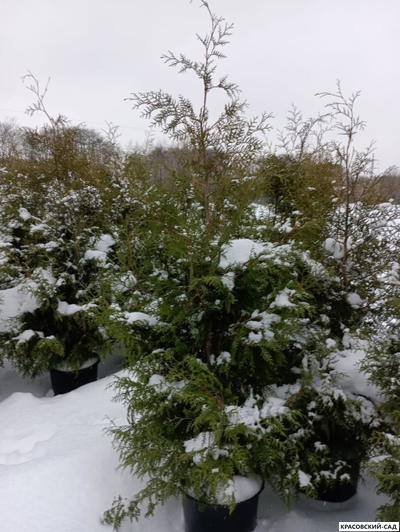 Туя Брабант 220 см - фото в снегу