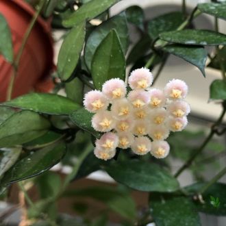 Hoya Lacunosa "Rebecca"