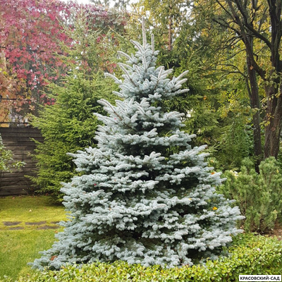 Ель колючая