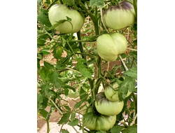 Томат Оранжево-красный Блюз (Orange red Blues)