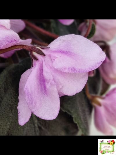 Pink Tulip Gold (японская селекция)