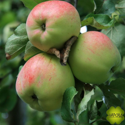 АНТОНОВКА ДЕСЕРТНАЯ (саженец 2 года, полу-карлик)