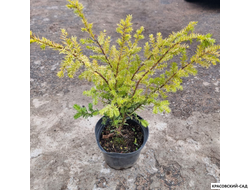 Тис ягодный Элегантиссима - Elegantissima