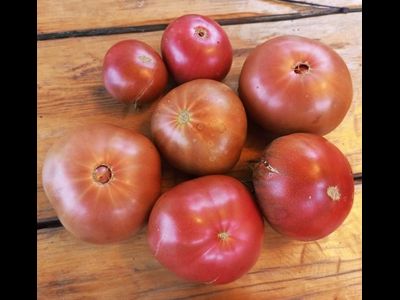 Томат Париж (Paris)