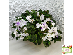 LV-Яночка (Л. Шевелева) 2023 г. трейлер (пасынок-стартер сорт посажен 10.07.25)