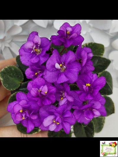 Ness' Tiny Flame (D.Ness)