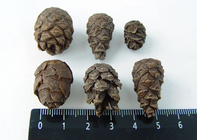 Набор молдов "Шишки"