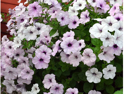 Петуния ампельная TIDAL Wave Silver, p9