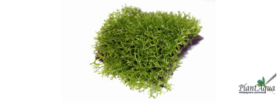 Риччия плавающая на сетке