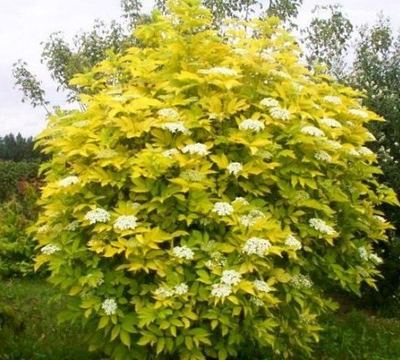 пузыреплодник "наггет"