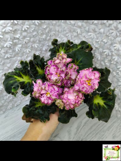 ЛЕ-Пряная Корица (Е. Лебецкая) 2020 г.