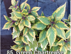 Колеус Green Chartreuse